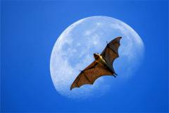 孕妇梦见蝙蝠