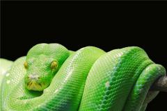 梦见绿蛇是什么意思