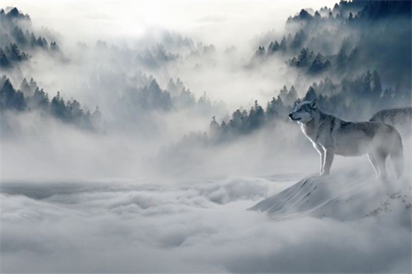 梦见狼是什么意思