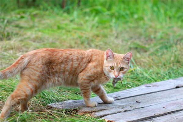 梦到各种野猫周公解梦（梦见很多野猫是什么意思） 梦到各种野猫周公解梦（梦见很多

野猫是什么意思） 卜算大全