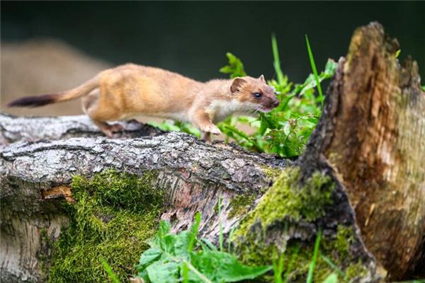 周公解梦，梦见黄鼠狼进屋的寓意与解析