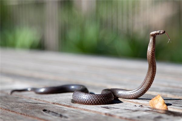 梦回蛇影，解析梦见两条蛇其中一条咬死另一条的深层含义