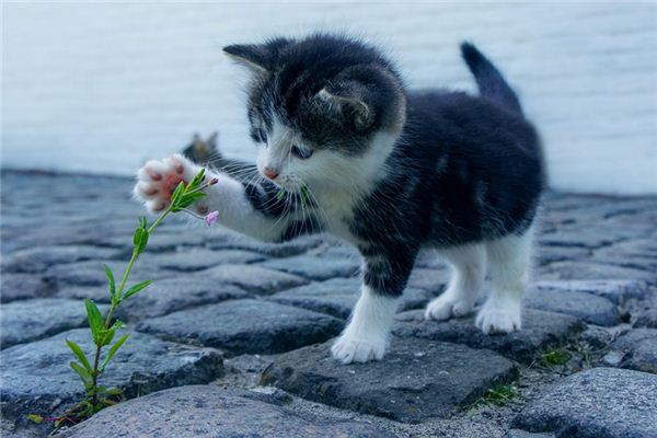 梦见很多猫”