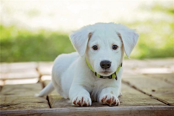 梦见白色的狗是什么意思