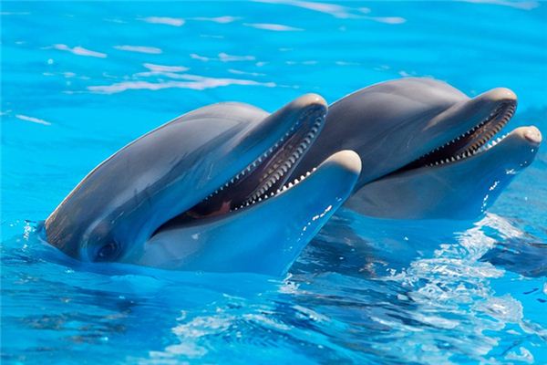 梦见海豚是什么意思