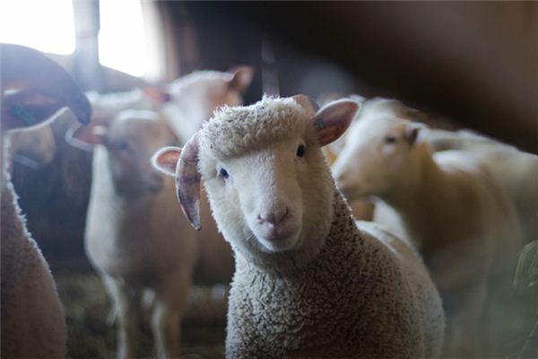 夢見綿羊是什么意思