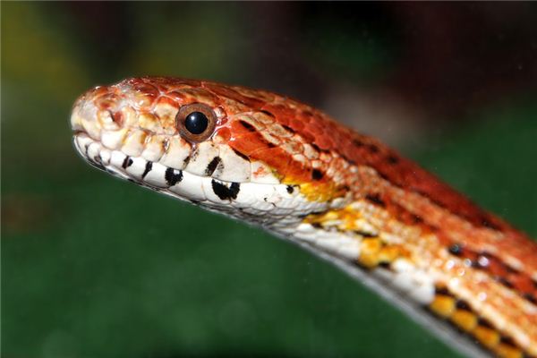 夢見紅蛇是什么意思