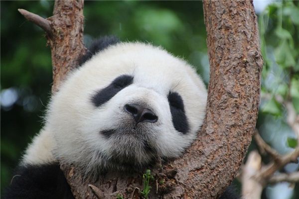 夢見熊貓是什么意思