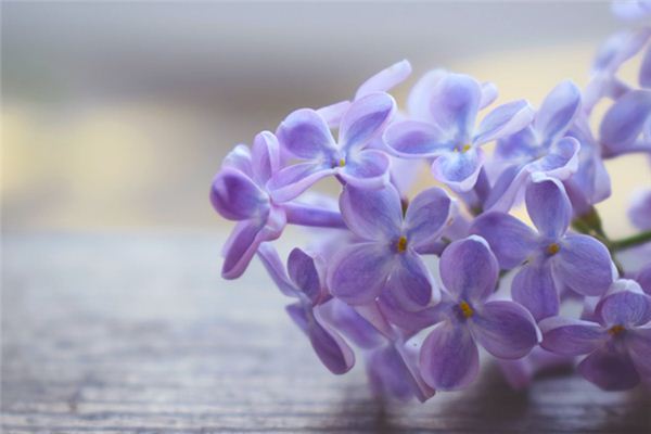 梦见丁香花 周公解梦梦到丁香花是什么意思 做梦梦见丁香花好不好 周公解梦官网