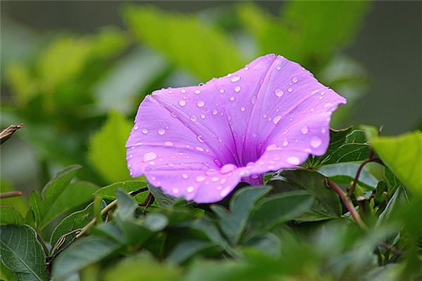 梦见牵牛花是什么意思