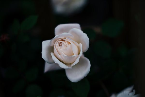 梦见白玫瑰是什么意思