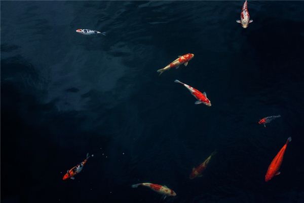 夢見紅鯉魚是什么意思