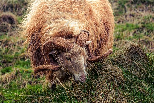 梦见羊毛是什么意思