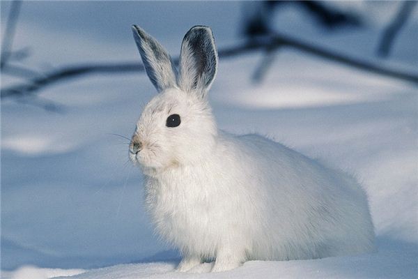 夢見白兔是什么意思