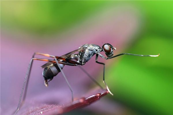 夢見螞蟻是什么預兆