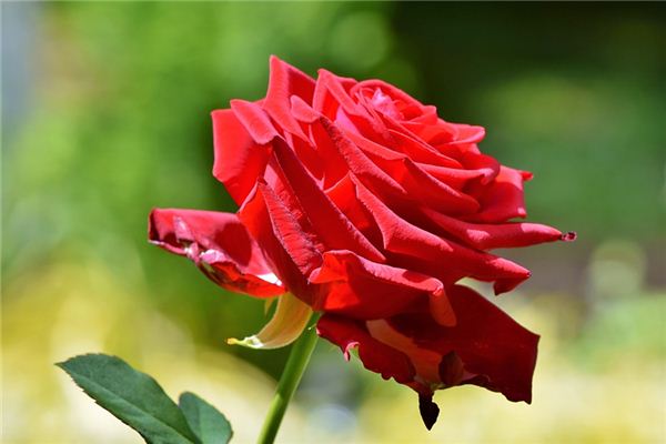 梦见红玫瑰留意什么_梦见红玫瑰留意什么_梦见红玫瑰要思索什么