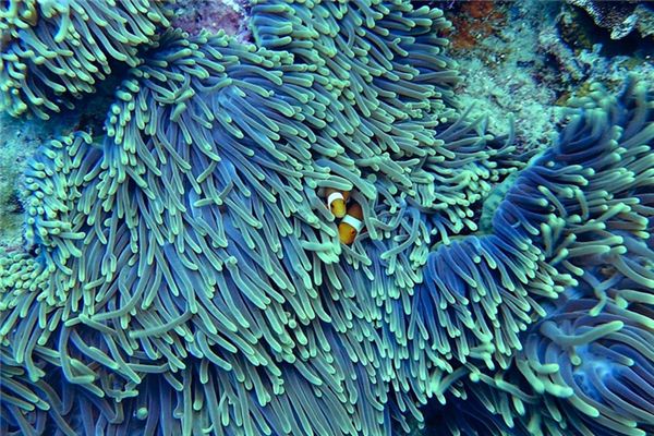 梦见珊瑚 周公解梦梦到珊瑚是什么意思 做梦梦见珊瑚好不好 周公解梦官网