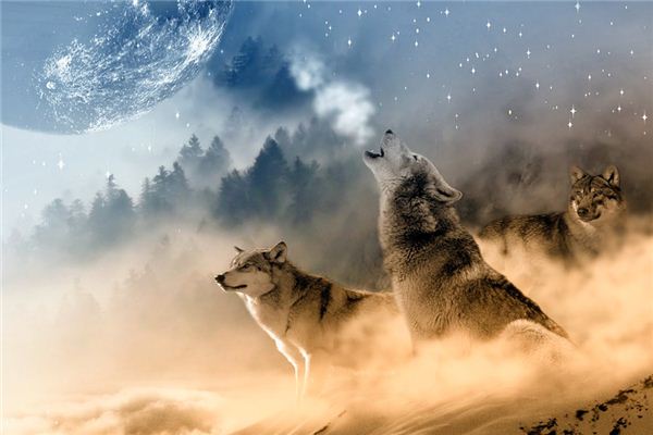 梦见狼群 周公解梦梦到狼群是什么意思 做梦梦见狼群好不好 周公解梦官网