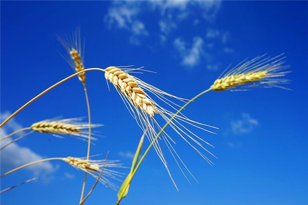 梦见种麦子是什么意思