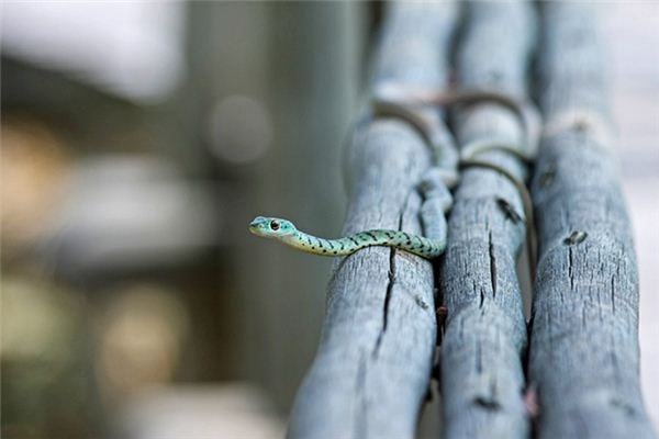 探索梦境奥秘，我昨晚梦见一条蛇追我，这究竟预示着什么？