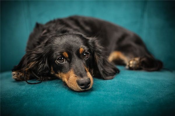 梦见小黑狗_周公解梦梦到小黑狗是什么意思_做梦梦见小黑狗好不好