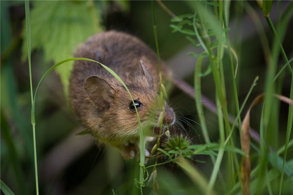 梦见老鼠咬手指，梦境背后的深层含义与解析
