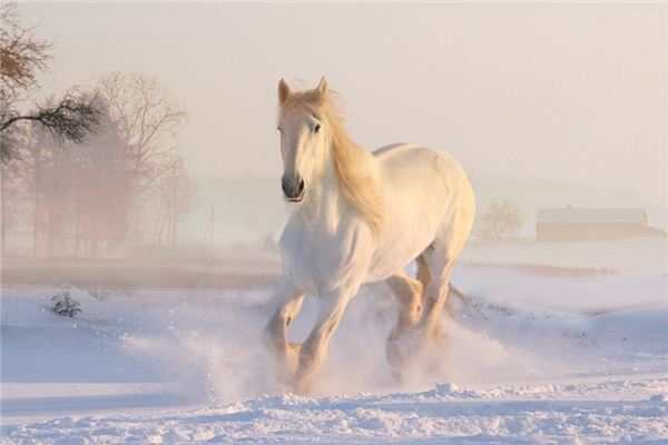 梦见骑白马是什么意思