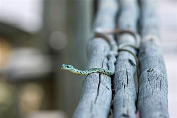 夢見蛇和魚是什麼意思