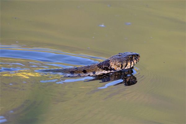 梦境解析,为何会梦到水里有蛇上来咬人? 梦境解析,为何会梦到水里有蛇上来咬人?