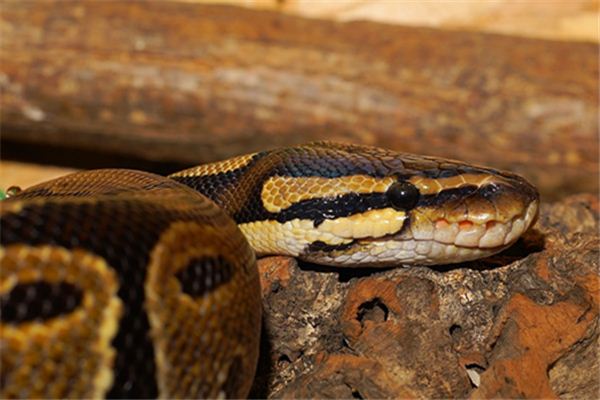 帮我解解梦,梦到透明蛇的神秘寓意与心灵启示 帮我解解梦,梦到透明蛇的神秘寓意与心灵启示