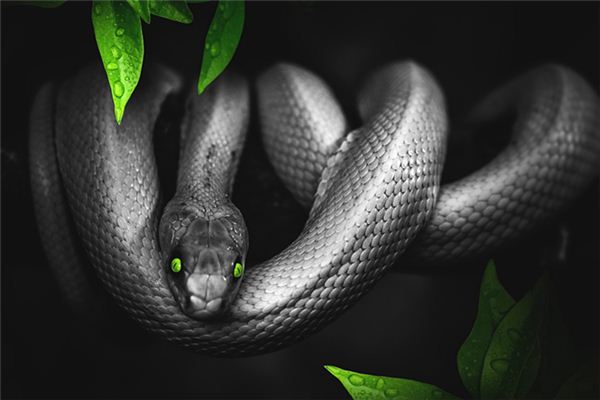 梦见黑色蛇是什么意思