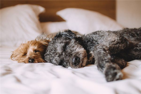 梦境解析，周公解梦之被老板家大狗与小狗咬醒的寓意