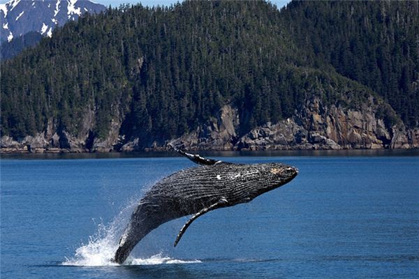 梦见鲸鱼喷水是什么意思