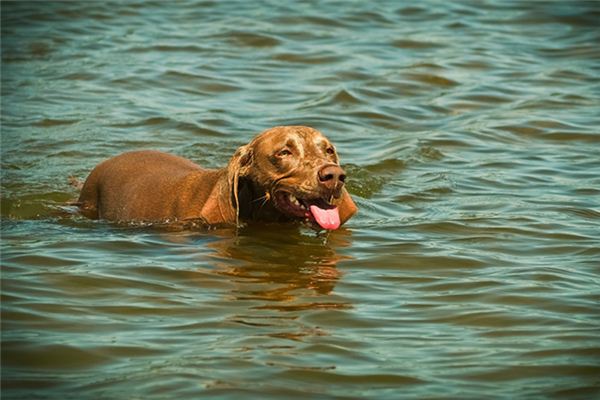 梦见狗在游泳是什么意思