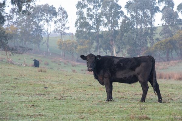 梦境解析,梦见巨大黑牛的深层含义与预兆 梦境解析,梦见巨大黑牛的深层含义与预兆