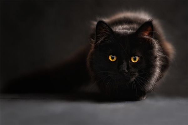 梦见猫咬自己_周公解梦梦到猫咬自己是什么意思_做梦梦见猫咬自己好不好_周公解梦官网