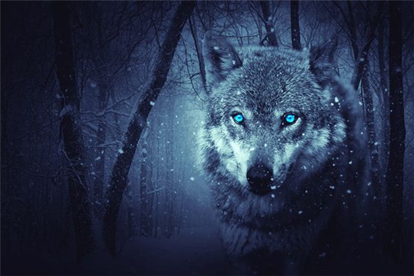 梦境迷踪，解读梦见狼赶不走的深层含义