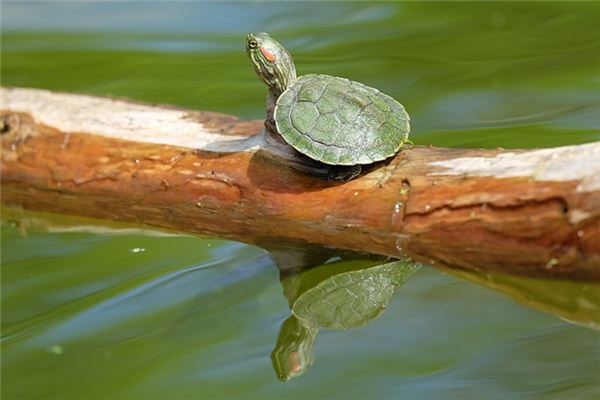 梦见乌龟是什么预兆吗图片