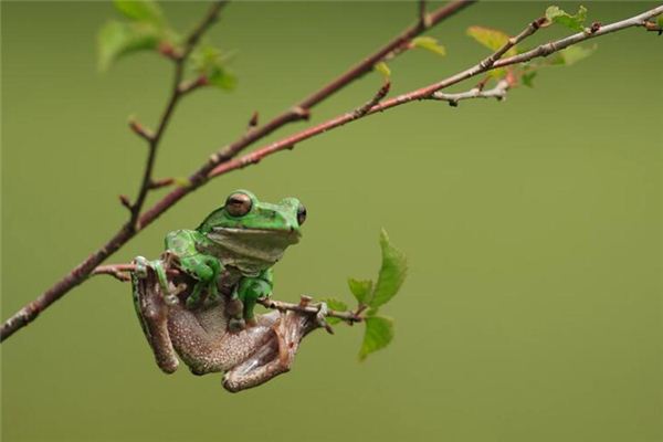 梦见蛇与蟾蜍，古老象征下的深层寓意与心理解析