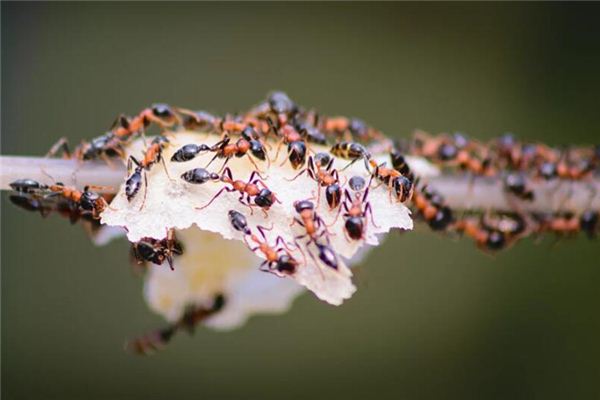 梦见蚂蚁成群