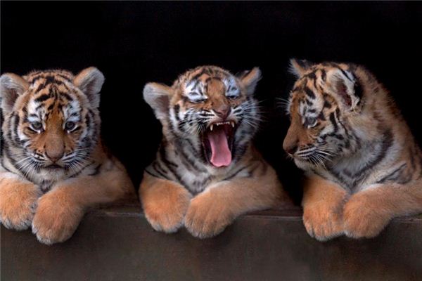 梦见三只老虎