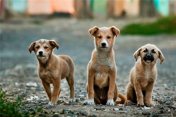 周公解梦，孕妇梦见黑狗，寓意深远，预示未来？