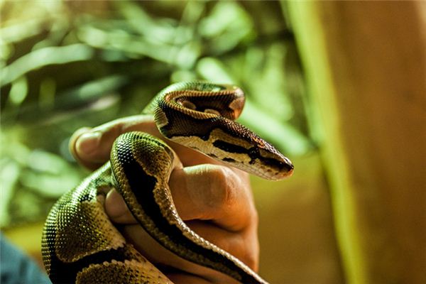 梦见杀蛇剥皮_周公解梦梦到杀蛇剥皮是什么意思_做梦梦见杀蛇剥皮好不