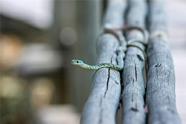 梦境解析,梦见自己被蛇咬后将其割断的深层含义 梦境解析,梦见自己被蛇咬后将其割断的深层含义