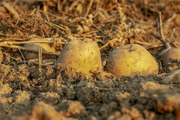 世界主要粮食作物占比 135276-1.jpg