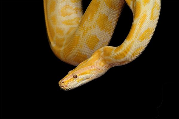 做梦梦到大蛇吃猪,预示与解析的深层含义 做梦梦到大蛇吃猪,预示与解析的深层含义