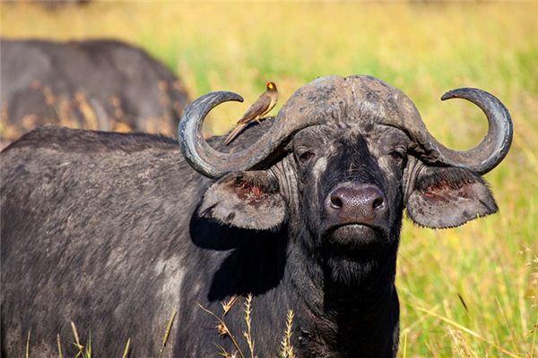 创业的人梦见水牛追我,代表在顺利中须防挫折,小心勿扩大投资.