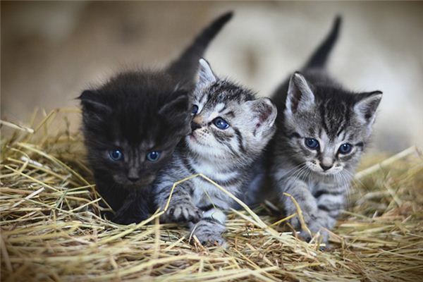 梦见一窝小猫_周公解梦梦到一窝小猫是什么意思_做梦梦见一窝小猫好不好 