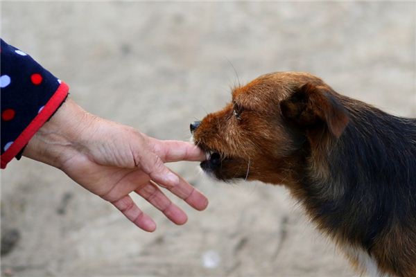 夢見狗咬手_周公解夢夢到狗咬手是什麼意思_做夢夢見狗咬手好不好