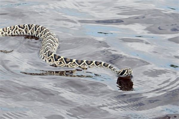 梦境解析,梦见水中大蛇,自我战胜的象征 梦境解析,梦见水中大蛇,自我战胜的象征
